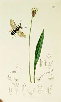 Hymenoptera Prints: Curtis British Entomology Plate 448