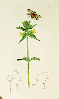 Variegated Gallery: Curtis British Entomology Plate 449