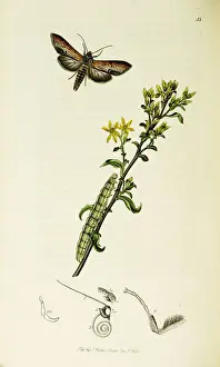 Shark Prints: Curtis British Entomology Plate 45