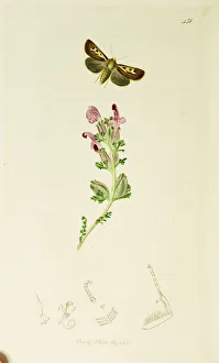 Antler Gallery: Curtis British Entomology Plate 451