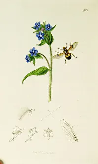 Hover Fly Collection: Curtis British Entomology Plate 452