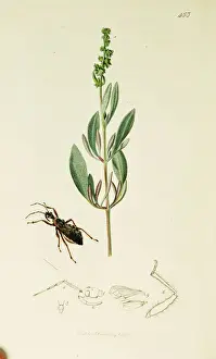 Hemiptera Prints: Curtis British Entomology Plate 453