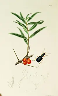 Buckthorn Prints: Curtis British Entomology Plate 454