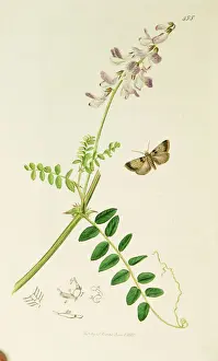Vetch Prints: Curtis British Entomology Plate 455