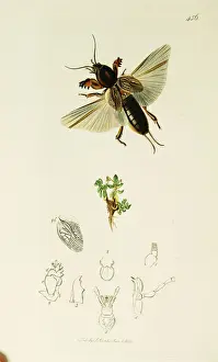 Orthoptera Prints: Curtis British Entomology Plate 456