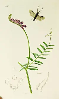 Vetch Prints: Curtis British Entomology Plate 457
