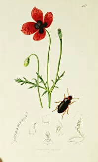Curtis British Entomology Plate 458
