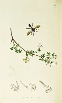 Fumaria Prints: Curtis British Entomology Plate 46