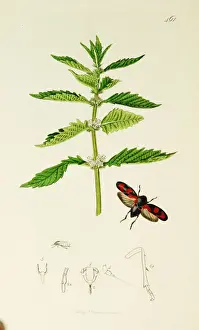Curtis British Entomology Plate 461