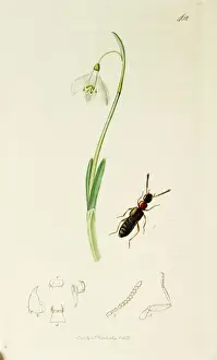 Snowdrop Prints: Curtis British Entomology Plate 462