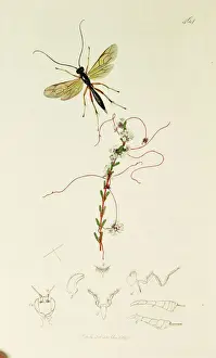 Less Prints: Curtis British Entomology Plate 464