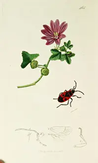 Masked Prints: Curtis British Entomology Plate 465
