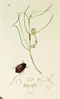Tassel Prints: Curtis British Entomology Plate 466