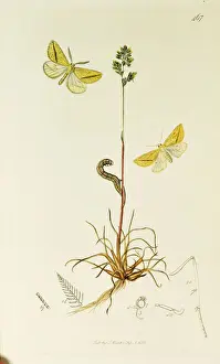 Bulbous Prints: Curtis British Entomology Plate 467