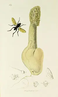 Curtis British Entomology Plate 469