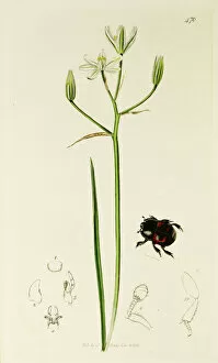 Bethlehem Gallery: Curtis British Entomology Plate 470
