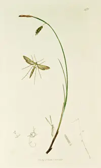 Limosa Prints: Curtis British Entomology Plate 471