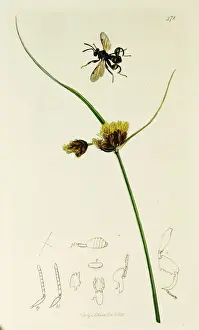 Maritimus Prints: Curtis British Entomology Plate 472