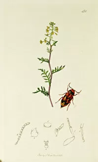 Flexuosa Collection: Curtis British Entomology Plate 474