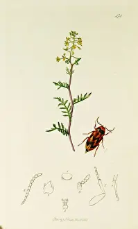 Curtis British Entomology Plate 474
