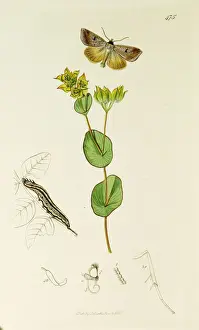 Curtis British Entomology Plate 475