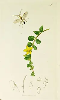 Curtis British Entomology Plate 476