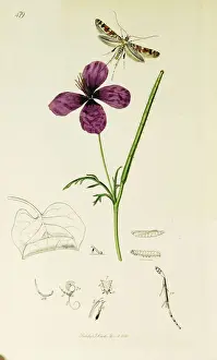 Lilac Prints: Curtis British Entomology Plate 479
