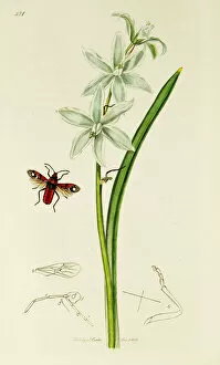 Bethlehem Gallery: Curtis British Entomology Plate 481
