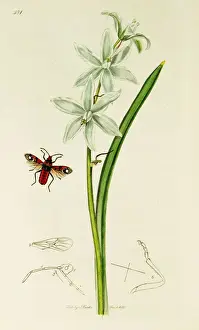 Hemiptera Prints: Curtis British Entomology Plate 481