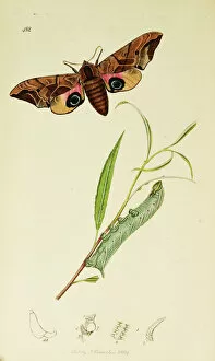 Curtis British Entomology Plate 482