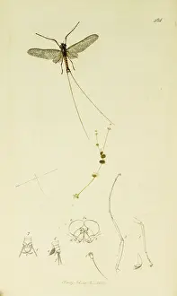 Curtis British Entomology Plate 484