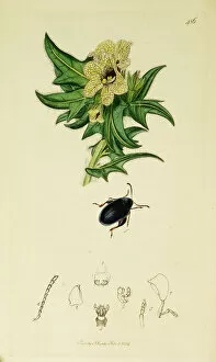 Niger Gallery: Curtis British Entomology Plate 486