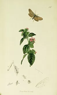 Birch Gallery: Curtis British Entomology Plate 487