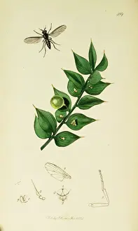 Aculeatus Prints: Curtis British Entomology Plate 489