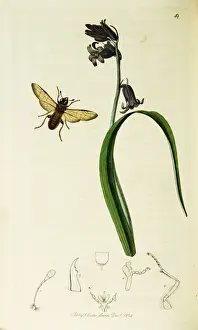 Endymion Prints: Curtis British Entomology Plate 49