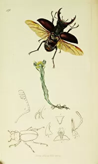 Curtis British Entomology Plate 490