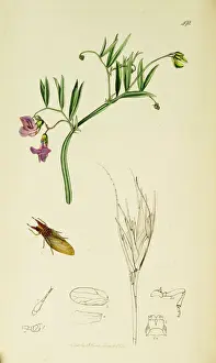 Curtis British Entomology Plate 492