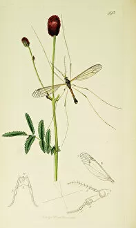 Burnet Collection: Curtis British Entomology Plate 493