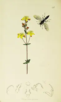 Gracilis Prints: Curtis British Entomology Plate 496