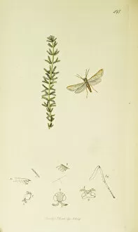 Verticillatum Gallery: Curtis British Entomology Plate 497