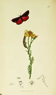 Senecio Prints: Curtis British Entomology Plate 499
