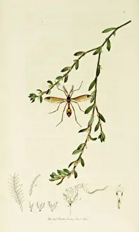 Ornamented Prints: Curtis British Entomology Plate 5