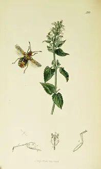 Hemiptera Prints: Curtis British Entomology Plate 500