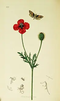 Poplar Prints: Curtis British Entomology Plate 503