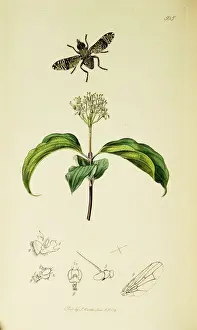 Sanguinea Prints: Curtis British Entomology Plate 505