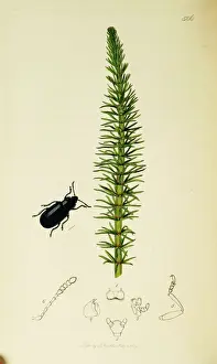 Curtis British Entomology Plate 506