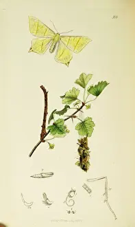 Curtis British Entomology Plate 508