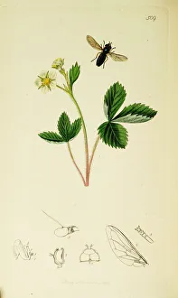 Hover Fly Collection: Curtis British Entomology Plate 509