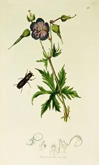 Geranium Prints: Curtis British Entomology Plate 51