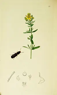 Perforated Prints: Curtis British Entomology Plate 510